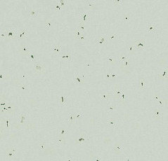 Линолеум Forbo Sphera Energetic 50233 swedish grey фото 1 | FLOORDEALER